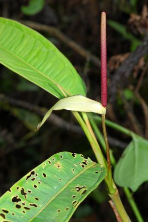 Croat 104219, pictured in Carchi, Ecuador Image Copyright © 2013 by David Scherberich