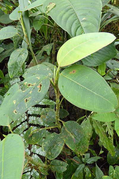 文件:AnthterracolumBD 01.jpg