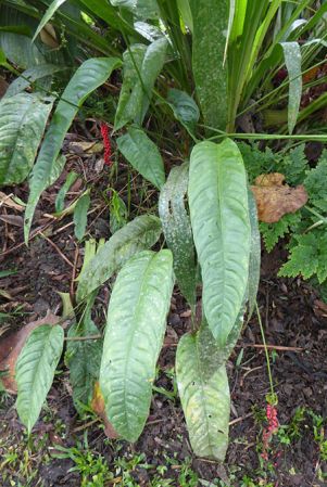 Pictured in cultivation in Volcan, Panama Image Copyright © 2016 by Bruce Dunstan