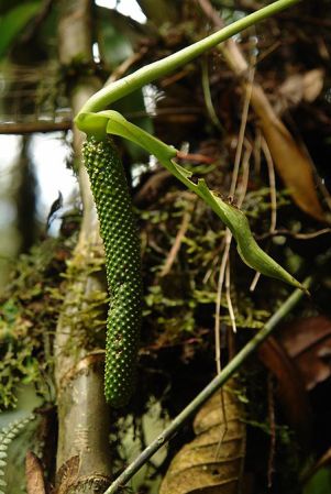 LN018, pictured in Ecuador Image Copyright © 2011 by Lars Nauheimer