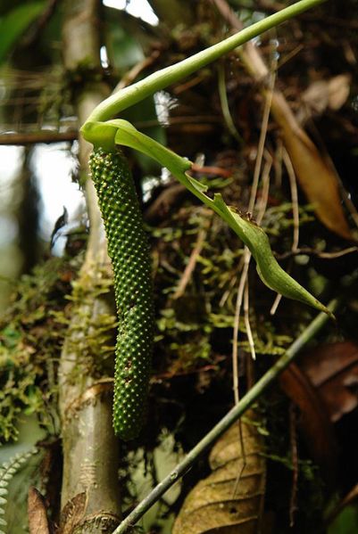 文件:AnthtriphyllumLN018 02.jpg