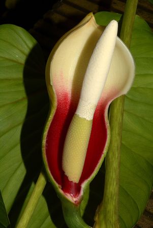 Croat 104044 from Carchi, Ecuador Pictured at the Jardin Botanique de Lyon (France) Image Copyright © 2022 by David Scherberich
