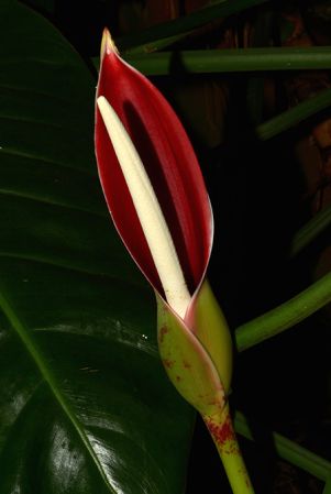 Pictured in the Botanischer Garten München (Germany) Image Copyright © 2016 by David Scherberich