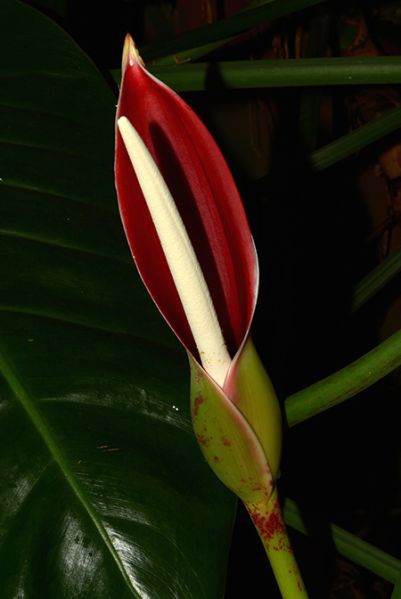 文件:Philodunstervilleorum 04.jpg
