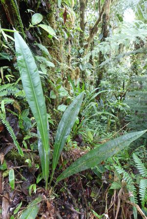 Pictured in La Planada Reserve, Narino, Colombia Image Copyright © 2018 by Bruce Dunstan