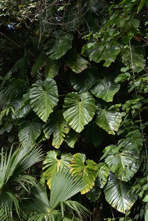 Pictured near Palora (Pastaza, Ecuador) Image Copyright © 2015 by David Scherberich