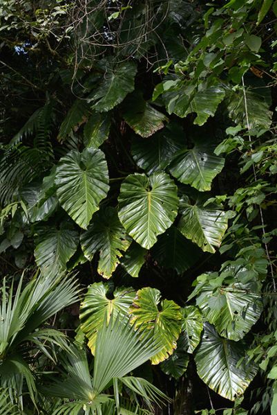 文件:Philoatratum 01.jpg