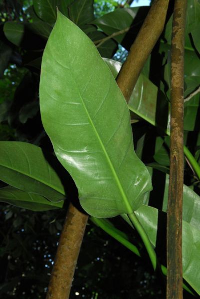 文件:PhiloligulatumMB 03.jpg