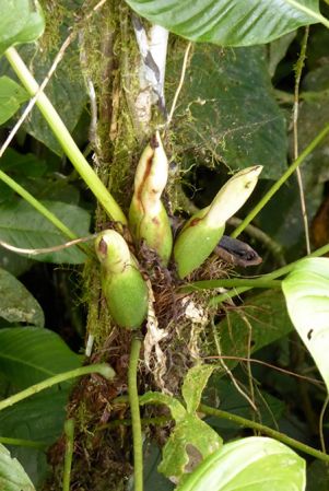 Pictured in San Miguel de los Bancos, Pichincha, Ecuador Image Copyright © 2017 by Bruce Dunstan