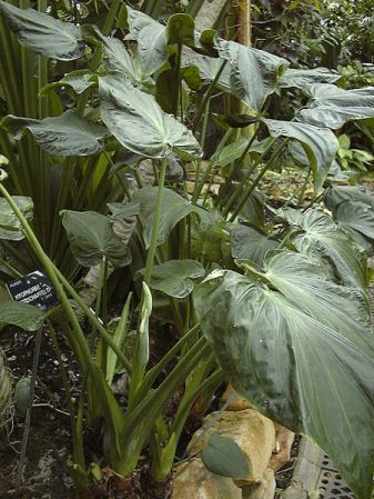 Pictured at the Jardin Botanique de Lyon (France) Image Copyright © 2003 by David Scherberich