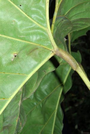 Pictured at the Jardín Botánico San Jorge (Ibagué, Colombia) Image Copyright © 2013 by David Scherberich