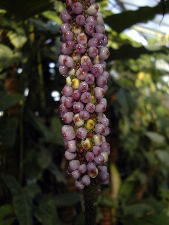Pictured at the Jardin Botanique du Montet (Nancy, France) Image Copyright © 2003 by David Scherberich