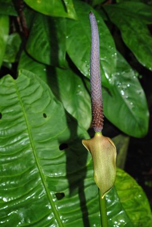 Pictured at the Jardin Botanique de Lyon (France) Image Copyright © 2015 by David Scherberich