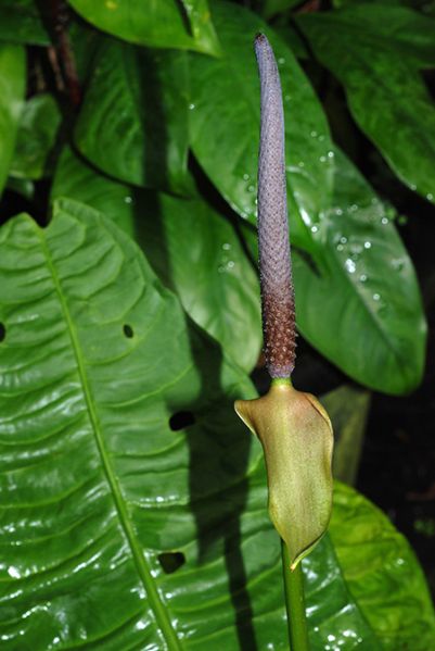 文件:Anthreflexinervium040430 01.jpg