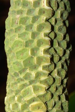 Croat 105577 pictured in Misahualli, Napo/Ecuador Image Copyright © 2015 by David Scherberich