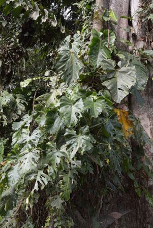 Croat 105574 pictured in Misahualli (Napo/Ecuador) Image Copyright © 2015 by David Scherberich