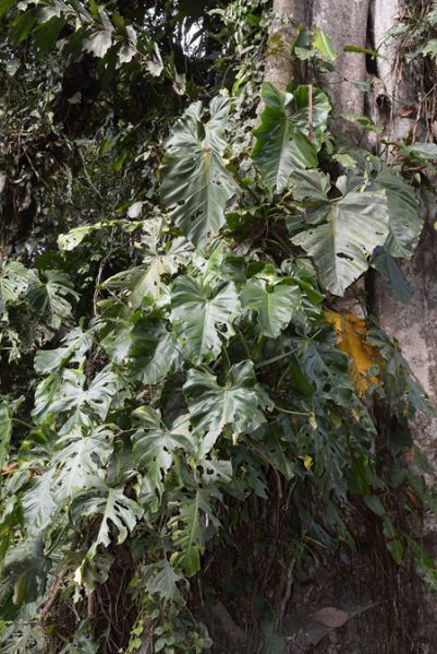 文件:Philoatratum 04.jpg