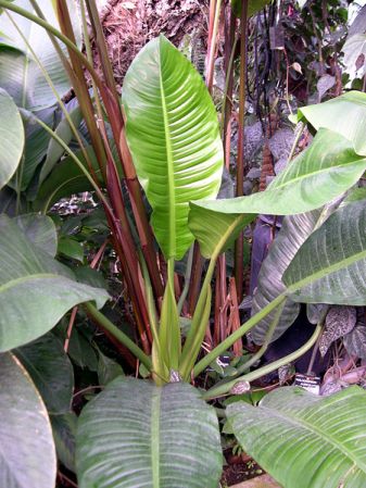 Pictured at the Jardin Botanique de Lyon (France) Image Copyright © 2006 by David Scherberich