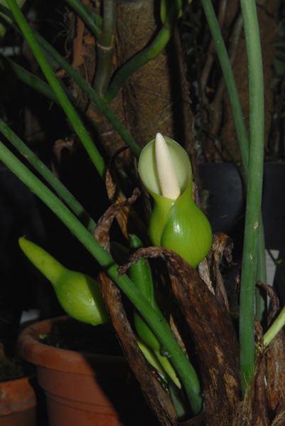 文件:Philocolombianum 05.jpg