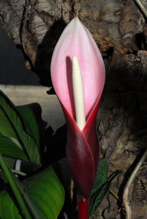 Pictured at the Jardin Botanique de Lyon (France) Image Copyright © 2013 by David Scherberich