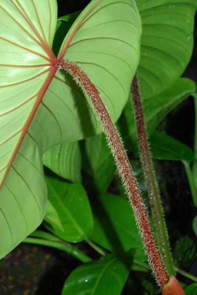 文件:PhilomalesevichiaeCroat 03.jpg