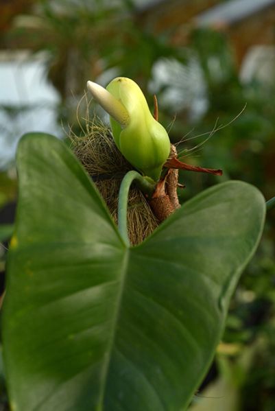 文件:Philobrevispathum 03.jpg