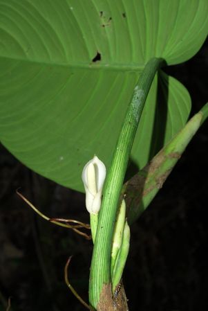 Croat 104563, pictured in Carchi, Ecuador Image Copyright © 2013 by David Scherberich