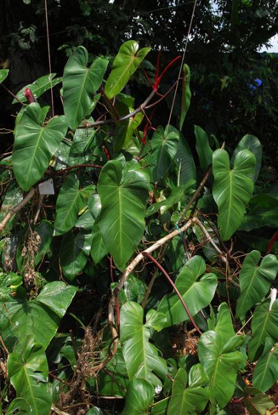 文件:Philoerubescens 01.jpg