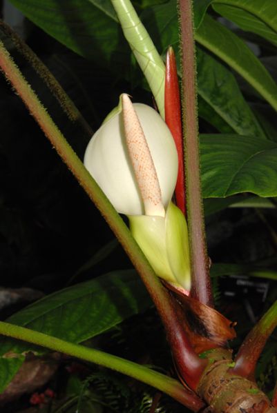 文件:PhilomalesevichiaeCroat 06.jpg