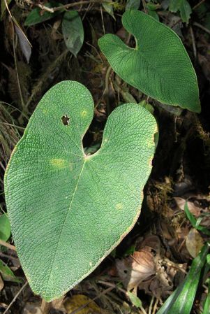 Croat 104554, pictured in Carchi, Ecuador Image Copyright © 2003 by David Scherberich