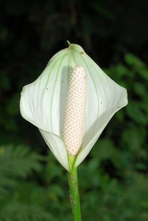 Croat 104411, pictured in Carchi, Ecuador Image Copyright © 2012 by David Scherberich