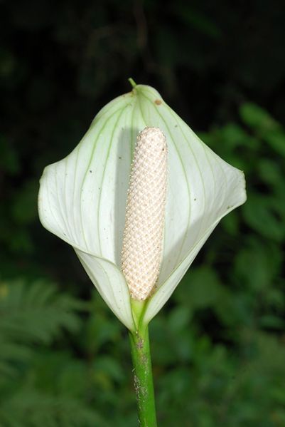 文件:AnthhartleyianumCroat 05.jpg