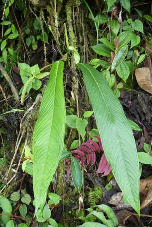 Pictured in Nutibara, Antioquia (Colombia) Image Copyright © 2019 by Bruce Dunstan