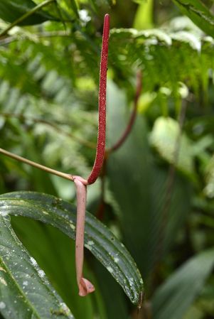 Pictured in Chiriquí, Panama Image Copyright © 2019 by Fred Muller