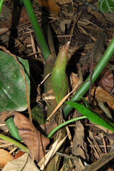 文件:Philobarrosoanum 03.jpg