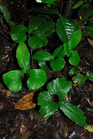 Croat 104145, pictured in Esmeraldas, Ecuador Image Copyright © 2013 by David Scherberich