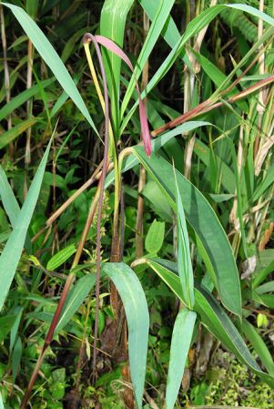 Croat 104234, pictured in Carchi, Ecuador Image Copyright © 2013 by David Scherberich