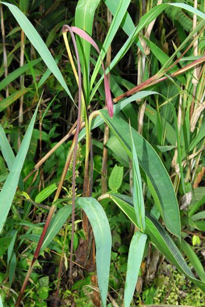 文件:AnthpendulispadixCroat 01.jpg