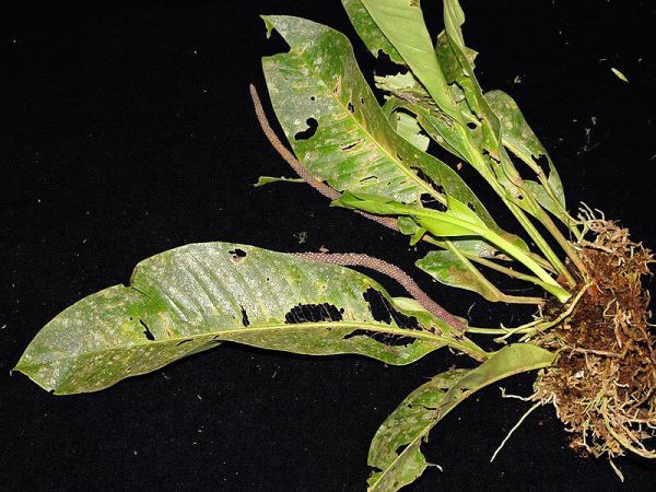 Pictured in Panama Image Copyright © 2011 by Lars Nauheimer