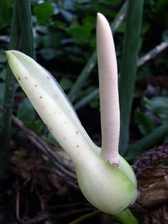From Ecuador, pictured at the Jardin Botanique de Lyon (France) Image Copyright © 2010 by David Scherberich