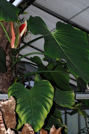 Pictured at the Jardin Botanique de Lyon (France) Image Copyright © 2013 by David Scherberich