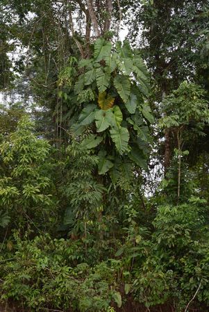 Pictured in Yasuni National Park (Orellana, Ecuador) Image Copyright © 2015 by David Scherberich