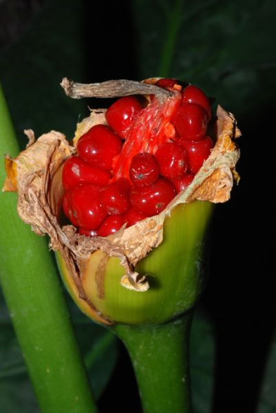 文件:AlocbrisbanensisK 05.jpg