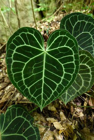 Pictured in Chiapas, Mexico Image Copyright © 2019 by Fred Muller