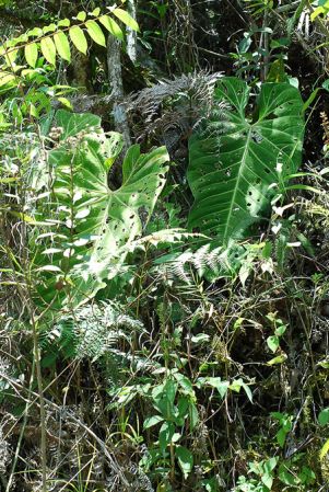 Croat 103982, pictured in Valle del Cauca, Colombia Image Copyright © 2013 by David Scherberich