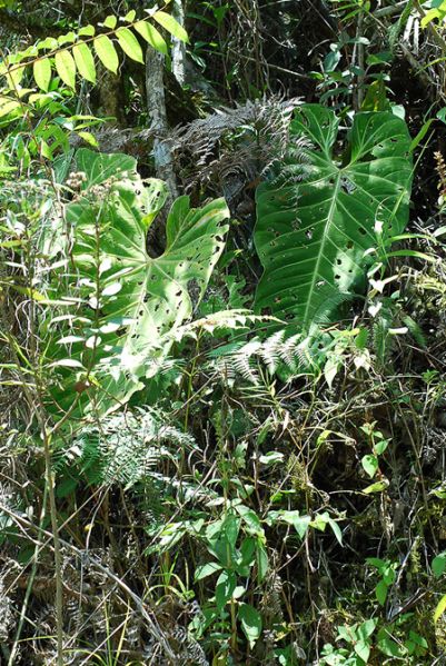 文件:AnthqueremalenseCroat103982 03.jpg