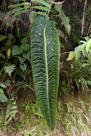 Pictured in Antioquia, Colombia Image Copyright © 2015 by Bruce Dunstan