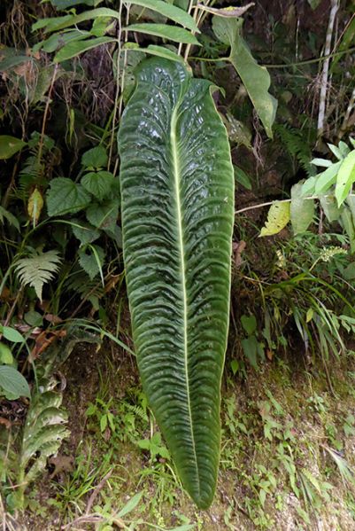 文件:AnthveitchiiBD 02.jpg