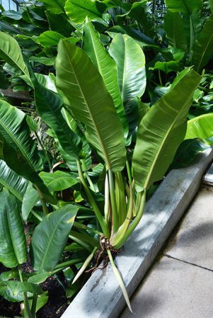 Pictured in Royal Botanic Gardens, Kew Image Copyright © 2015 by David Scherberich