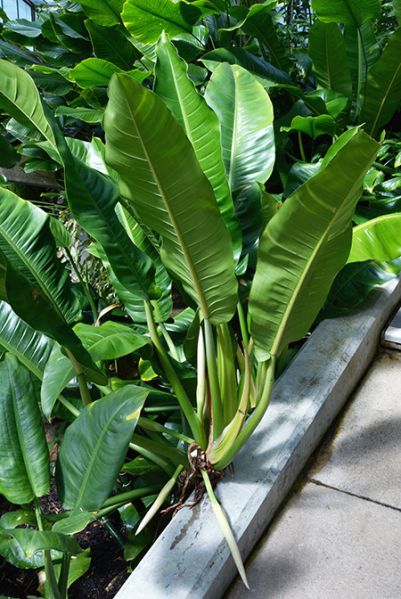 文件:Philoauriculatum 01.jpg